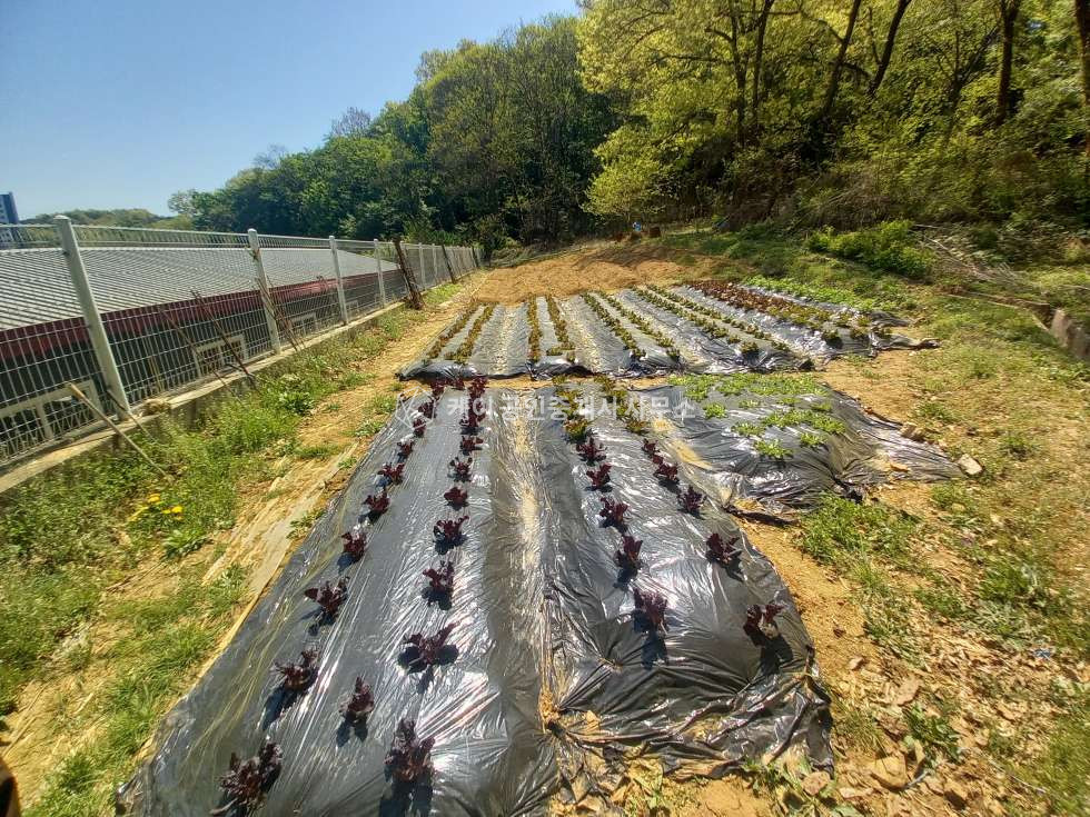 경기 김포시 감정동 신도시인접, 40ft 추레라 , 추가 건축가능,넓은 야드 활용도 최상 매매 매물번호 13026 사진 24
